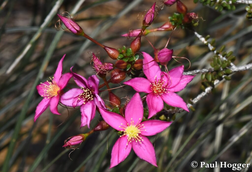 Close-up of vibrant pink wildflowers blooming in Kalbarri, Western Australia