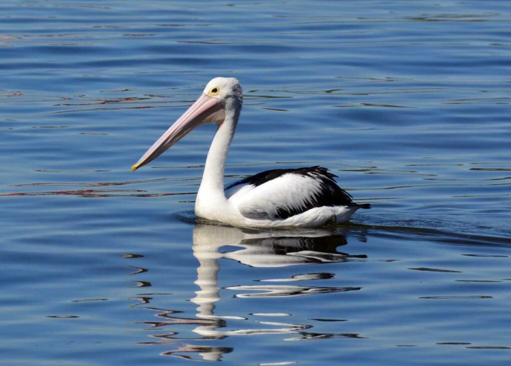 Australian pelican gliding across calm water in Kalbarri, Western Australia