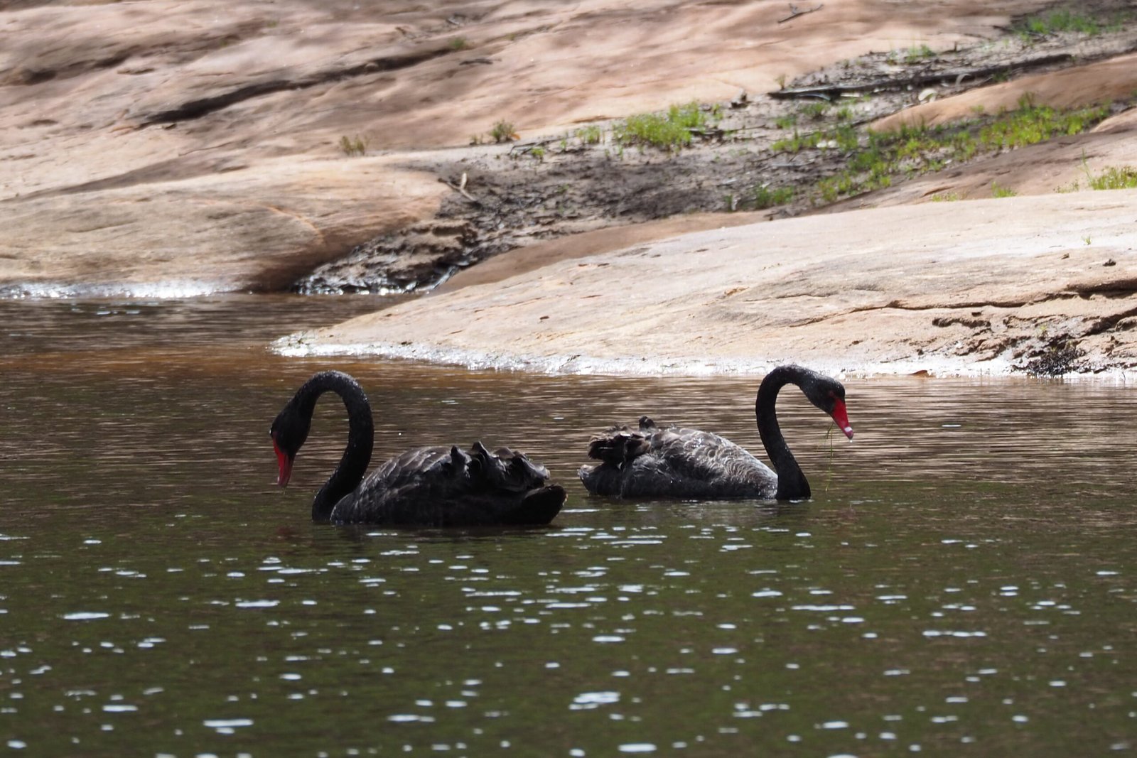 Pair of black swans with cygnets on the river along the Z Bend Kalbarri Four Ways Trail