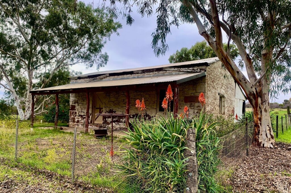 The historic stone shepherd's cottage at Murchison House Station in Kalbarri, surrounded by gum trees and flowering orange aloes.
